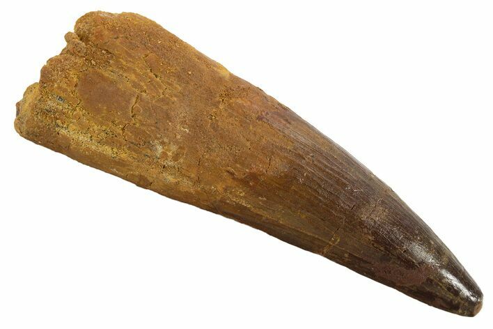 Real Spinosaurus Tooth - Huge Dinosaur Tooth #328048